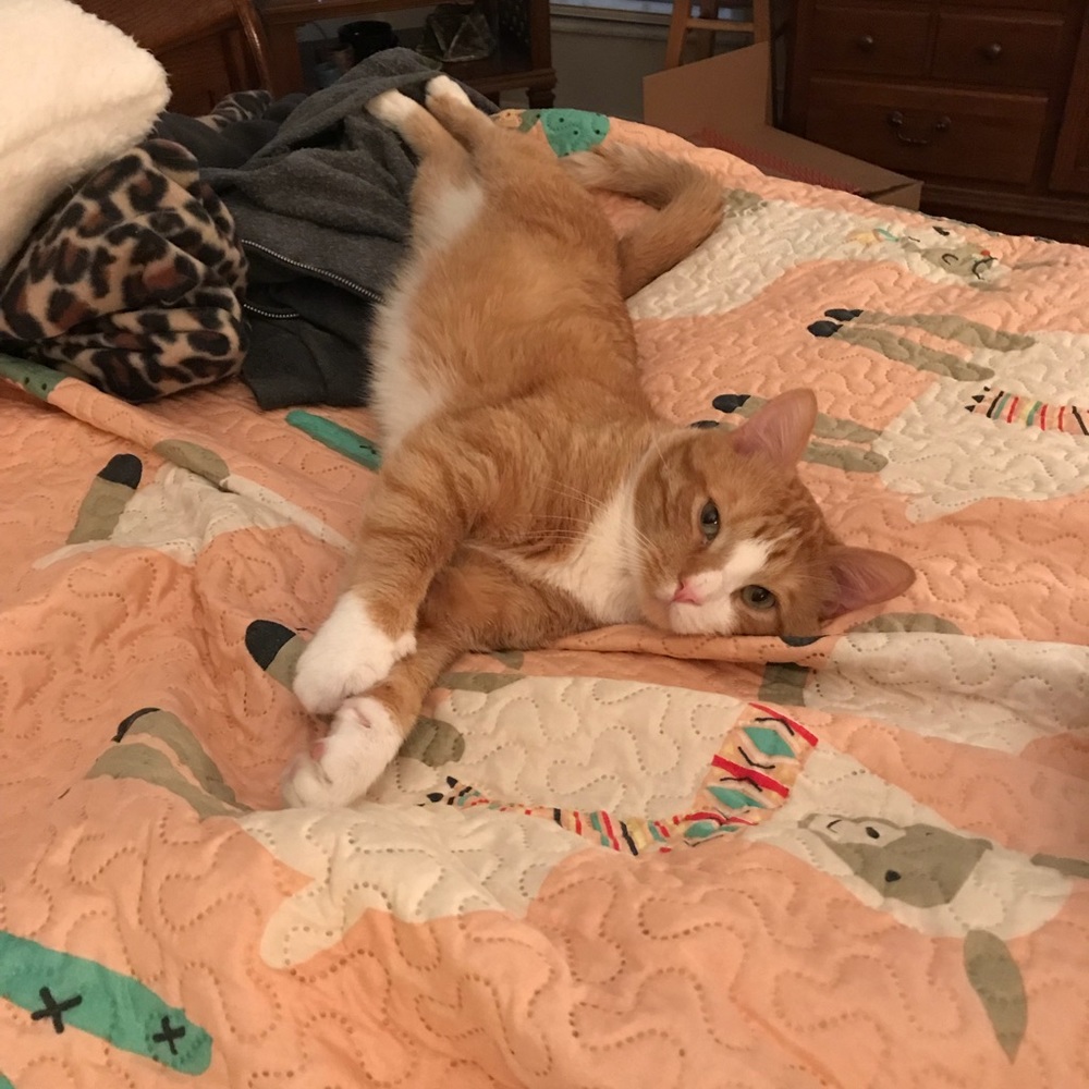 Meet your Posher, Daedra